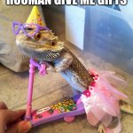 bearded dragon | IT'S MY BIRTHDAY HOOMAN GIVE ME GIFTS; NOT TORTURE | image tagged in bearded dragon | made w/ Imgflip meme maker