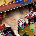 Cat Sleeping On Doritos