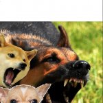 Angry Dogs meme