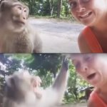 Monkey Attacking Tourist