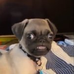 Smug Pug