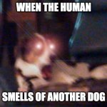 Im not cheating I swear | WHEN THE HUMAN; SMELLS OF ANOTHER DOG | image tagged in my doggo lou | made w/ Imgflip meme maker