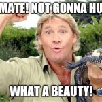 Steve Irwin | EASY MATE! NOT GONNA HURT YA WHAT A BEAUTY! | image tagged in steve irwin | made w/ Imgflip meme maker