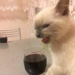Wine Cat meme