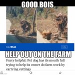 Good boi on farm | GOOD BOIS; HELP OUT ON THE FARM | image tagged in good farm boi,good boy,dog,help,doggo,farm | made w/ Imgflip meme maker