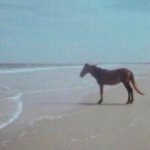 Horse on Beach Man