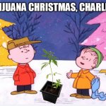 marijuana christmas | IT'S A MARIJUANA CHRISTMAS, CHARLIE BROWN ! | image tagged in marijuana christmas,charlie brown,weed,christmas,peanuts gang,cannabis | made w/ Imgflip meme maker