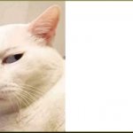 Skeptical Cat wide template