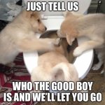 Doggo Waterboarding | JUST TELL US; WHO THE GOOD BOY IS AND WE’LL LET YOU GO | image tagged in doggo waterboarding,good boy,cute puppies,cute animals,memes,funny | made w/ Imgflip meme maker