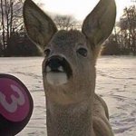 Deer interview | REPORTER: SO BAMBI, WHAT HAPPENED AFTER THE HUNTERS KILLED YOUR MOM? DEER:*DEER NOISES* | image tagged in deer interview | made w/ Imgflip meme maker