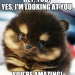 Hey, you! Yes, I'm looking at you. You're amazing! | HEY, YOU! 
YES, I'M LOOKING AT YOU. YOU'RE AMAZING! | image tagged in adorable fluffy puppy | made w/ Imgflip meme maker