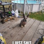 Pnizzle | HURRY HOME.... I JUST SHIT IN YO BED!😁😁😁😁 | image tagged in funny dog memes | made w/ Imgflip meme maker