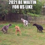 Dogshit | 2021 BE WAITIN FOR US LIKE | image tagged in dogshit,2021,covid-19,shutdown,covidiots | made w/ Imgflip meme maker