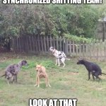 Swedish shitting team | THE SWEDISH SYNCHRONIZED SHITTING TEAM! LOOK AT THAT EXECUTION! WELL DONE BOYS! | image tagged in dog poop | made w/ Imgflip meme maker