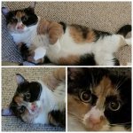 Offended Cat