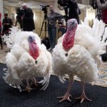 Turkey Pardon