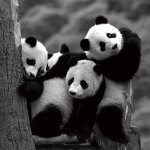 drunk pandas