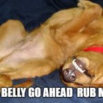 dog | RUB MY BELLY GO AHEAD  RUB MY BELLY | image tagged in dog | made w/ Imgflip meme maker