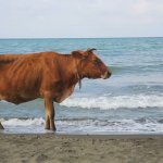 cow on the beach looking at sea