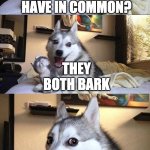 bad pun dog | WHAT DO A DOG AND A TREE HAVE IN COMMON? THEY BOTH BARK | image tagged in bad pun husky | made w/ Imgflip meme maker