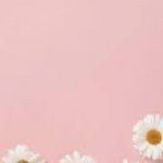 Pink background with sunflowers ?