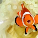 Happy Goldfish