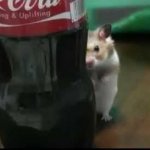 Hamster Cola