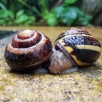 Even snails need a hug meme