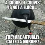 Did you know? | A GROUP OF CROWS IS NOT A FLOCK... THEY ARE ACTUALLY CALLED A MURDER! | image tagged in deadlybod crow knife | made w/ Imgflip meme maker