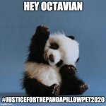 #JUSTICEFORTHEPANDAPILLOWPET2020 | HEY OCTAVIAN; #JUSTICEFORTHEPANDAPILLOWPET2020 | image tagged in panda,percy jackson,octavian,percabeth | made w/ Imgflip meme maker