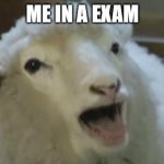 derp sheep | ME IN A EXAM | image tagged in derp sheep | made w/ Imgflip meme maker