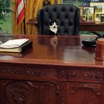 Socks the Clinton's cat at at the Resolute Desk