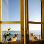 Cats Windows