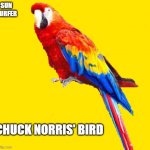 ice land | SUN SURFER; CHUCK NORRIS' BIRD | image tagged in ice land | made w/ Imgflip meme maker