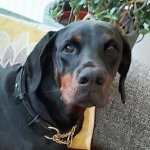 Dobermann