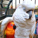 Cockatoo hugging Sun Conure meme