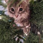 Christmas tree kitten meme