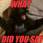 what | WHAT; DID YOU SAY | image tagged in funny memes | made w/ Imgflip meme maker