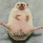 hedgehog dick