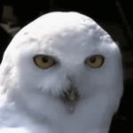 Surprised Owl: What The What?!? | WHAT  THE  WHAT?!? | image tagged in gifs,owl,white,surprised,what the what | made w/ Imgflip video-to-gif maker