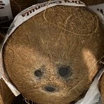 Sad Coconut