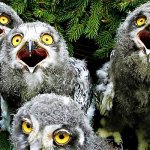 singing owls