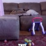 Kitten war | THIS MEANS CAT WAR | image tagged in doggo fort | made w/ Imgflip meme maker