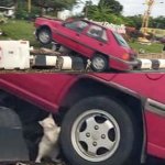Cat holding up a car