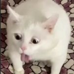 Ahegao cat