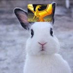 Sunny on a bunny | YOU'VE HEARD OF ELF ON SHELF NOW GET READY FOR.. | image tagged in rabbit | made w/ Imgflip meme maker