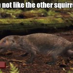 I'm not like the other squirrels | I'm not like the other squirrels | image tagged in megaconus | made w/ Imgflip meme maker