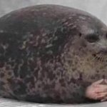 Fat seal with interlocked hands meme