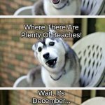 Husky | Maybe We Can Go On A Trip To Florida! Where There Are Plenty Of Beaches! Wait, It's December... | image tagged in husky puppy | made w/ Imgflip meme maker