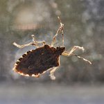 stinkbug